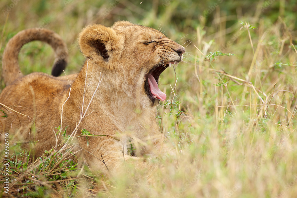 Lion cub yawning Lion cub yawning