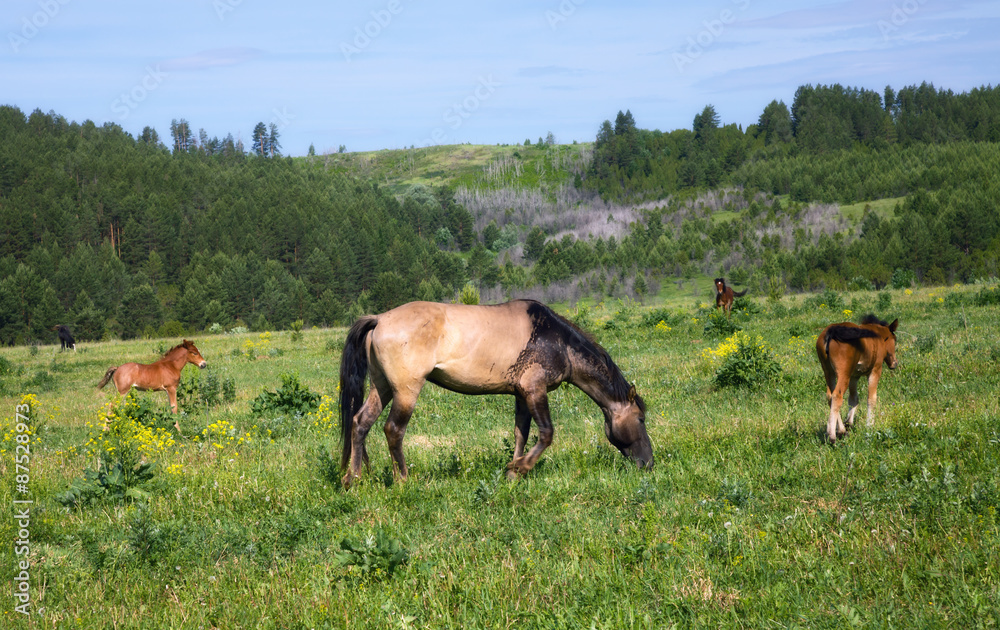 Horses and foals graze on green grass with hills in the background
Horses and foals graze on green grass with hills in the background