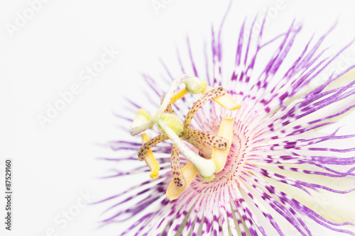 Stamen and pistil of passion flower close up photo