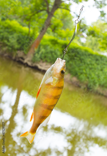The European Perch (Perca fluviatilis) caught on spinning in a river. 