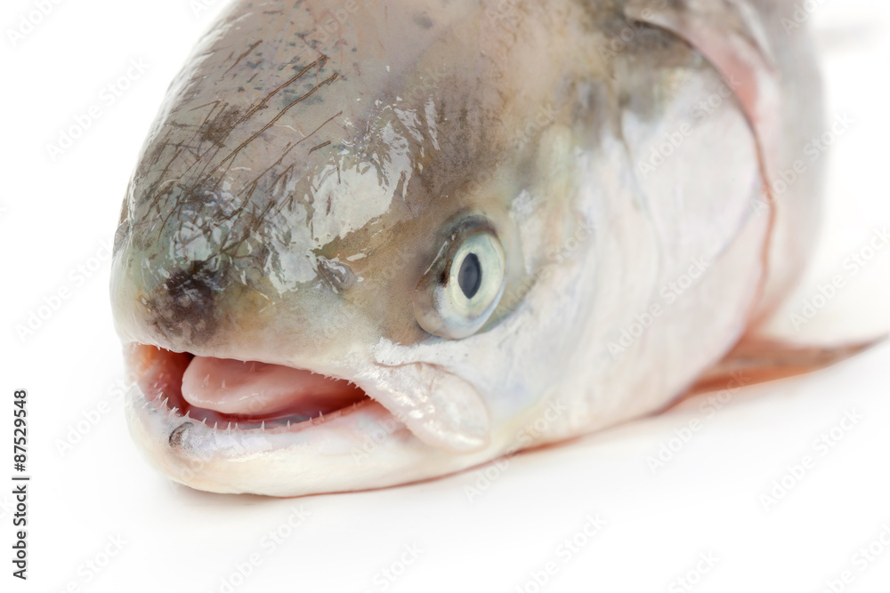 Salmon on white Salmon on white