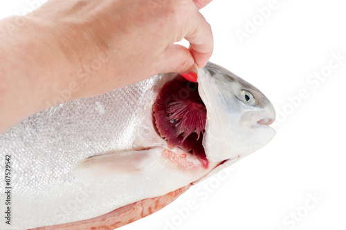 Fototapeta Naklejka Na Ścianę i Meble -  Checking  fish