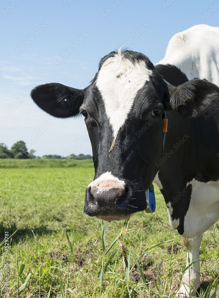 cow on green grass cow on green grass