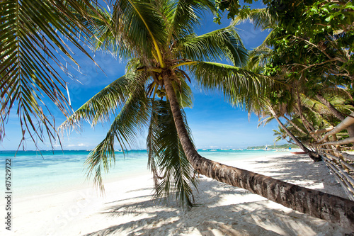 Fototapeta Naklejka Na Ścianę i Meble -  Beautiful palm on beach