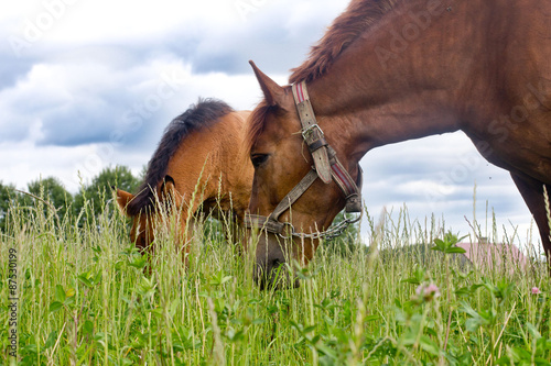 Horses on a summer pasture © Alina G