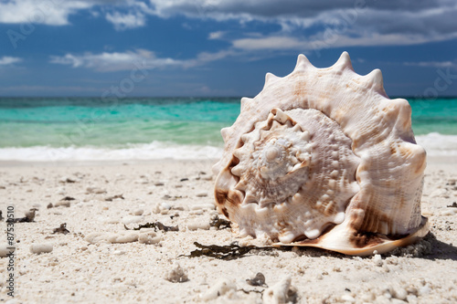 Seashell on tropical beach, Boracay