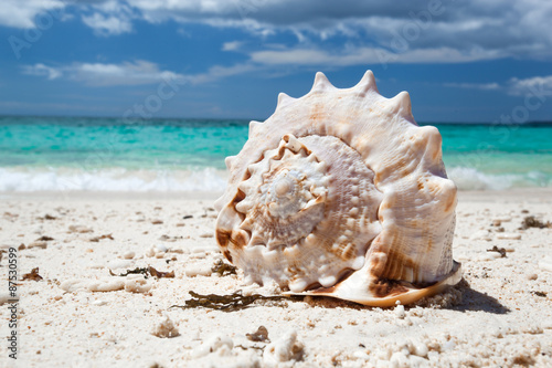 Seashell on caribbean sandy beach, travel concept 