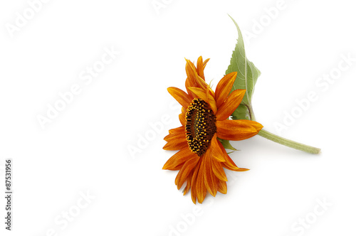 Sonnenblume in Braun
