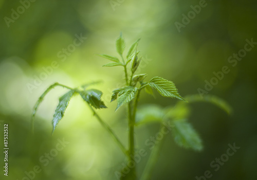 Close up of a green plant