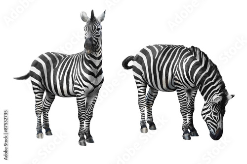 Fototapeta Naklejka Na Ścianę i Meble -  Zebra isolated on white background