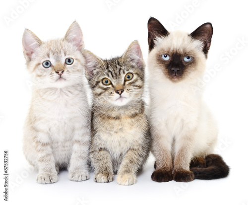 Fototapeta Naklejka Na Ścianę i Meble -  Three small kittens