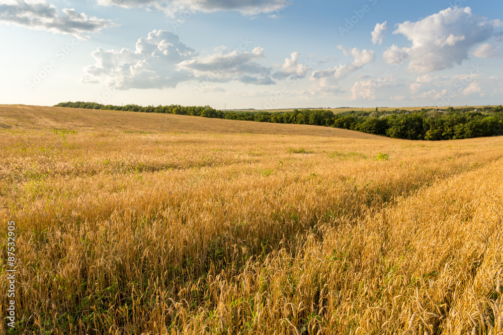 Wheat field and clouds