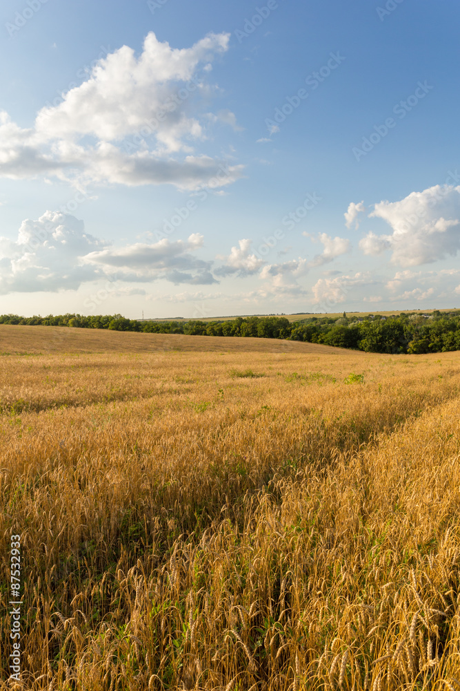Wheat field and clouds