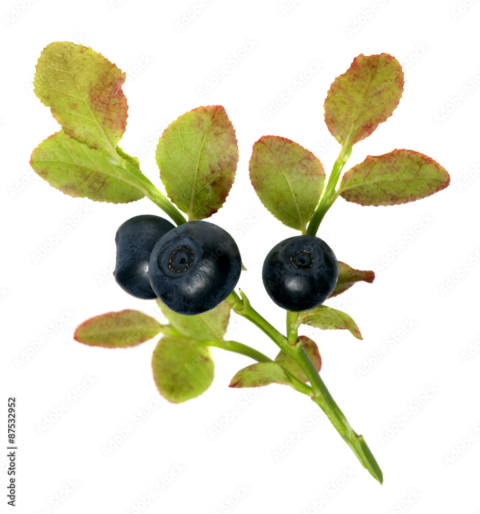 sprig of fresh wild forest blueberries isolated on white sprig of fresh wild forest blueberries isolated on white