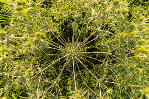 Tumbleweed close-up