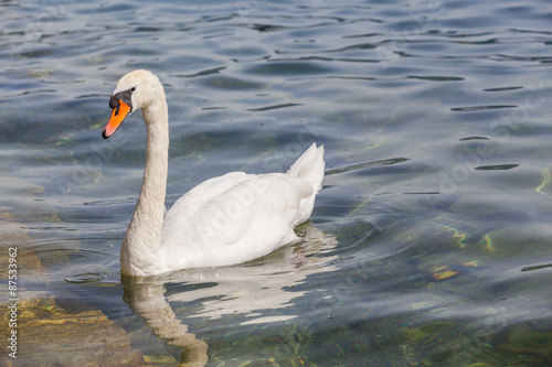 White swan swimming in the water