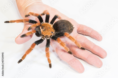 Tarantula in Hand