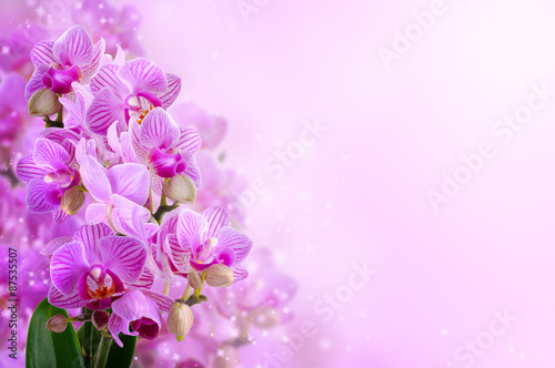bouquet of orchids on the shiny background