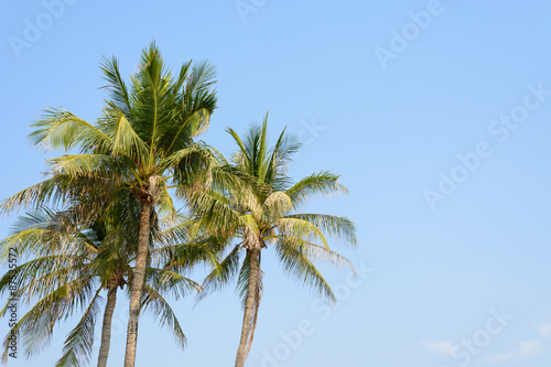 coconut tree on blue sky background © topntp