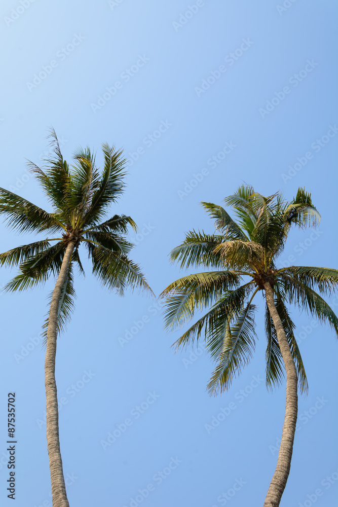 Obraz premium coconut tree on blue sky background