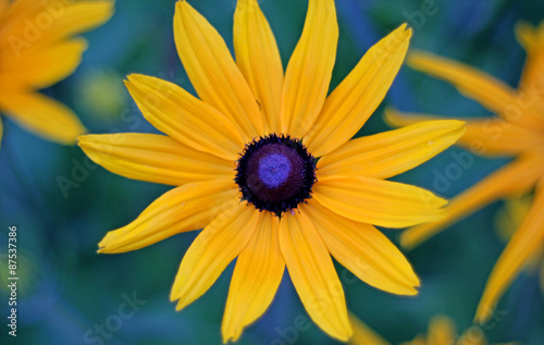 yellow daisy  Black-Eyed Susans