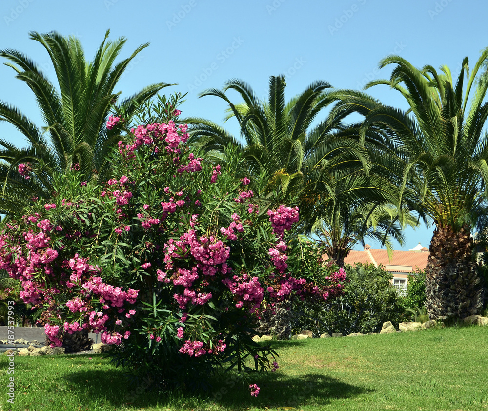 Blooming oleander bush and palm trees.