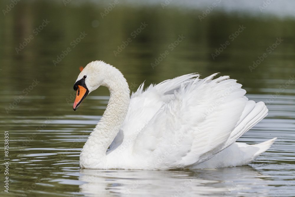 King of birds/Cygnus olor King of birds/Cygnus olor