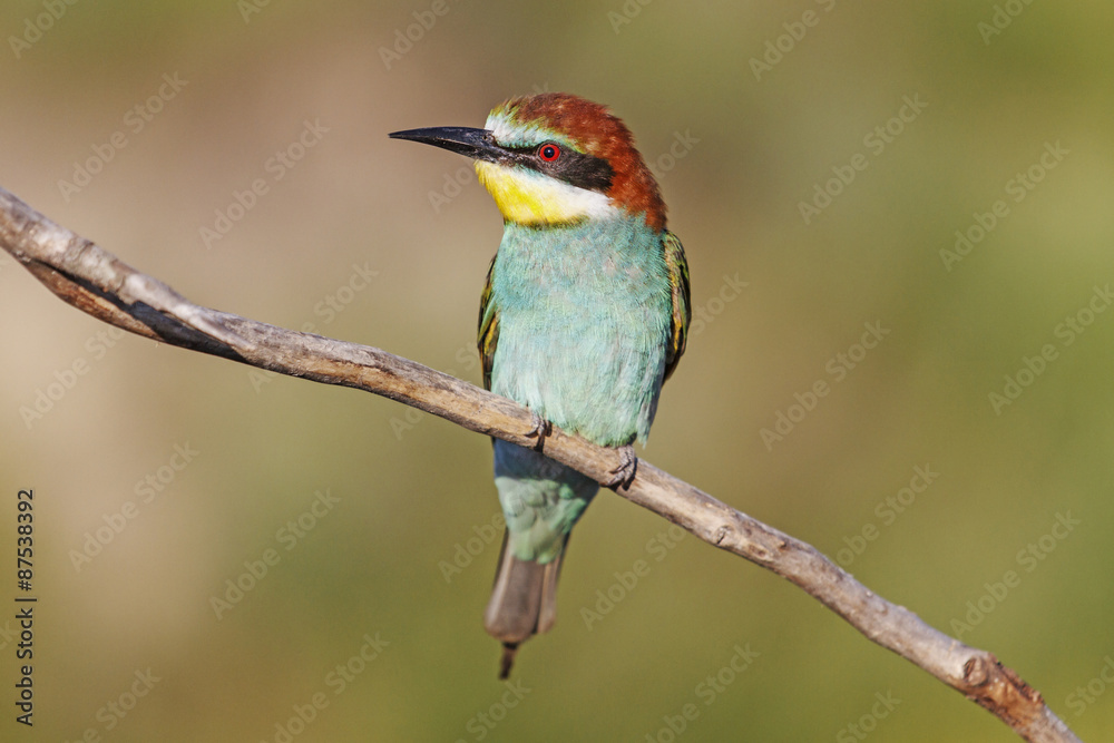 Large copy/bee-eater