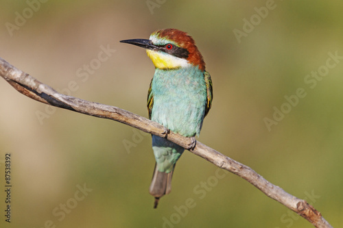 Large copy/bee-eater