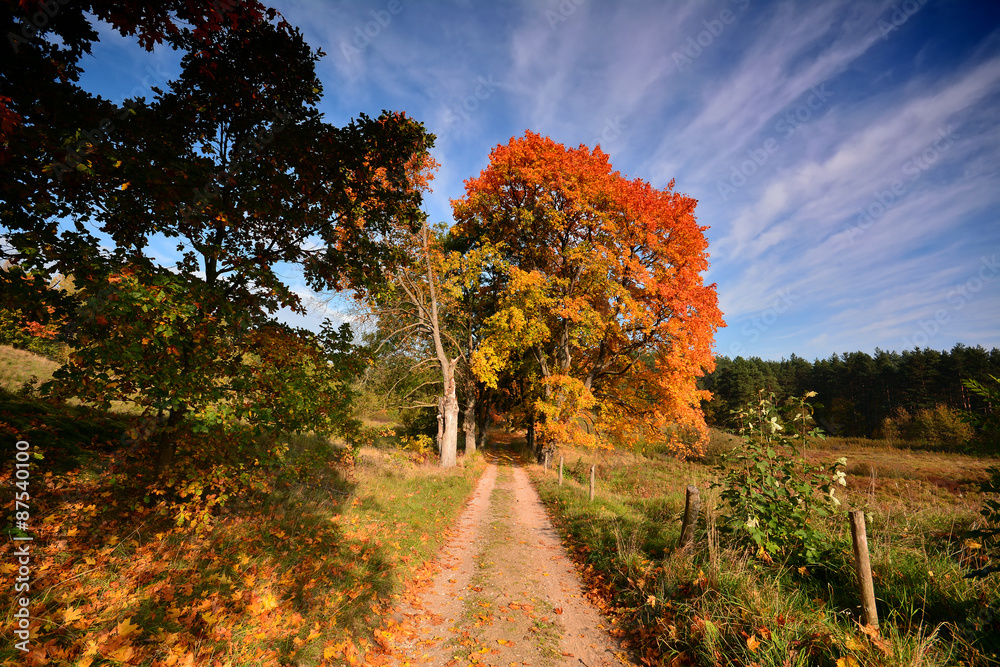 Naklejka premium A picturesque country road leads towards a magnificent tree with vibrant orange autumn leaves. The scenic landscape features a bright blue sky with wispy clouds, golden fields, and lush green forests.