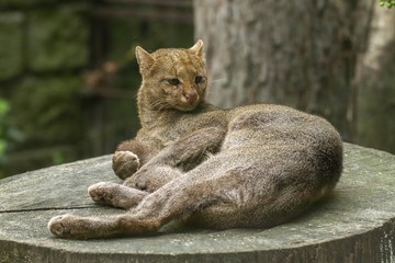 Crédence de cuisine Puma Jaguarondi félin discret d'Amérique  © Pavel Bortel