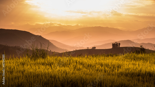Rice Field © Splendith