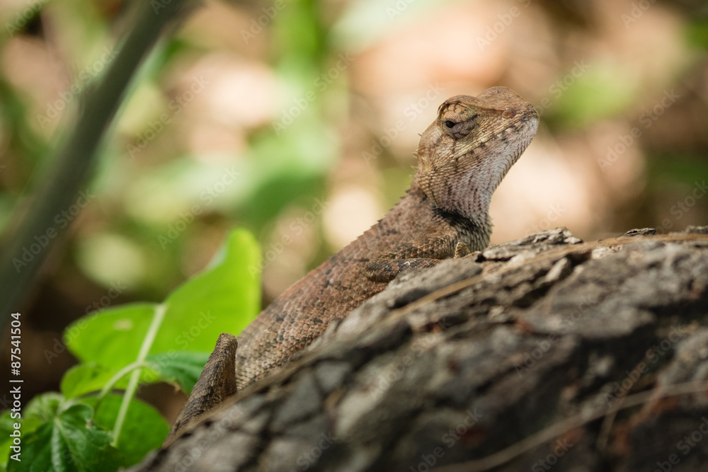 Chameleon in shallow focus Chameleon in shallow focus