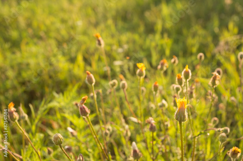 Golden wild flowers at sunset