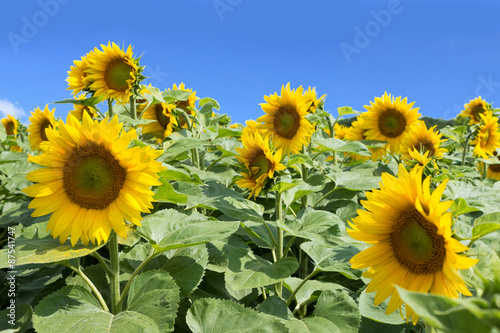 sunflower field  blue sky - sunflowers