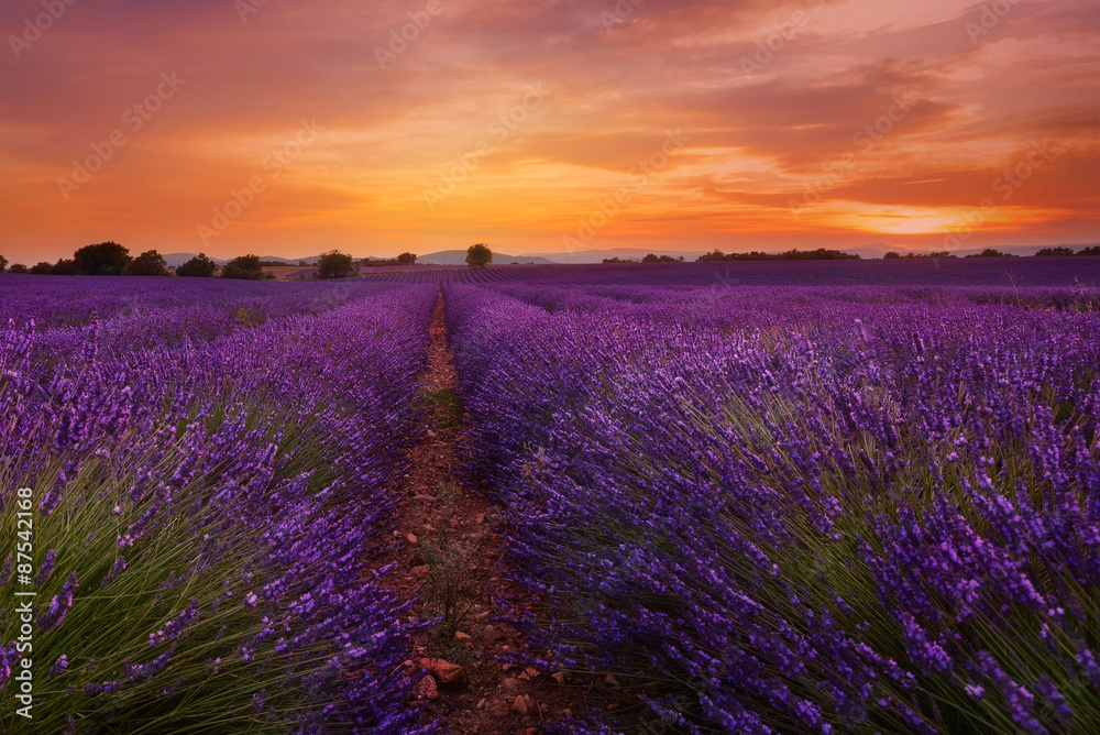 Fototapeta premium Valensole i jego lawenda