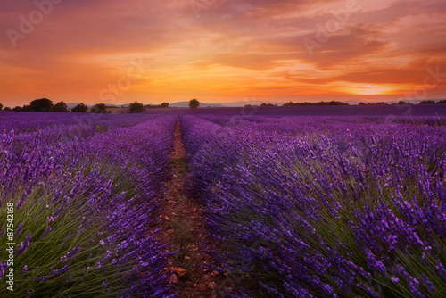 Fototapeta Naklejka Na Ścianę i Meble -  Valensole et sa Lavande