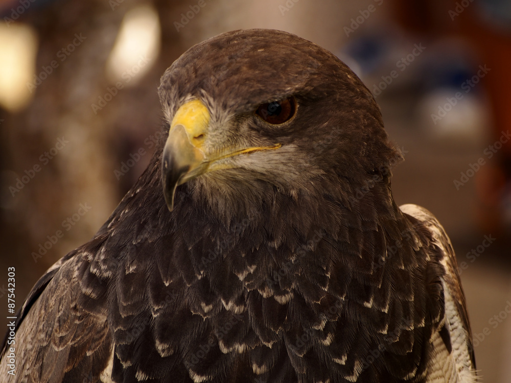Parabuteo unicinctus Parabuteo unicinctus