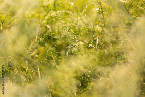 Wild flowers at sunset