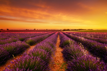 Gartenposter Lavendelblüten Sonnenuntergang in Valensole  © GILLES