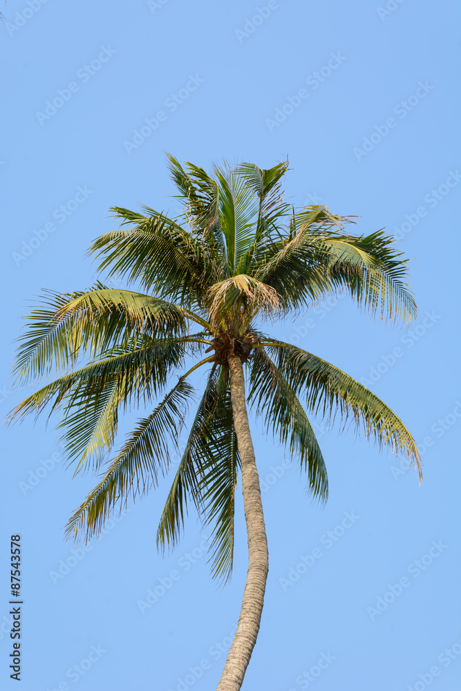 coconut tree on blue sky background