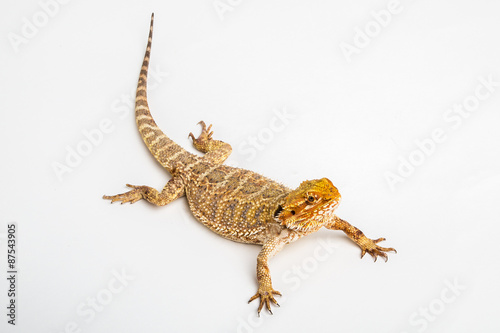 Pogona Vitticept 