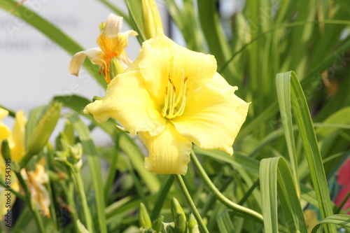 Fototapeta Naklejka Na Ścianę i Meble -  Pretty yellow Daylily 'Stella Supreme' (Hemerocallis)  growing in a small flower garden. Day lilies are rugged, adaptable, vigorous perennials and comes in a variety of colors.