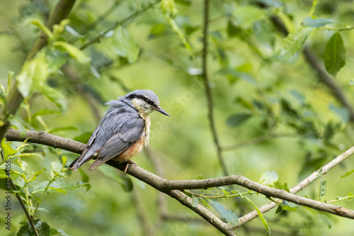 Nuthatch (Sitta europaea)