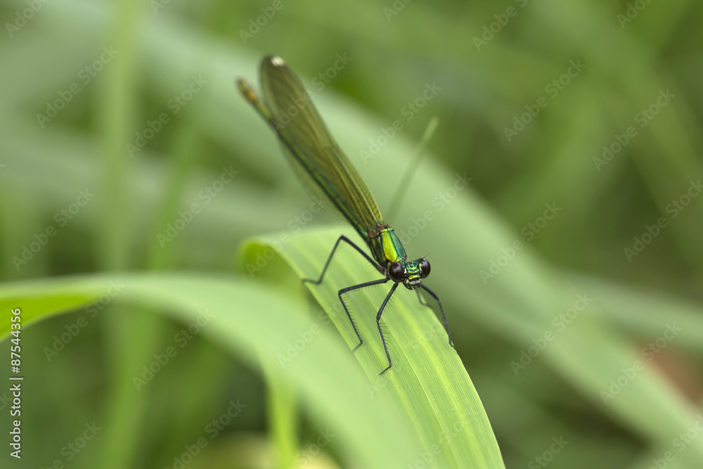 Green shiny metallic Dragonfly in the Nature Green shiny metallic Dragonfly in the Nature