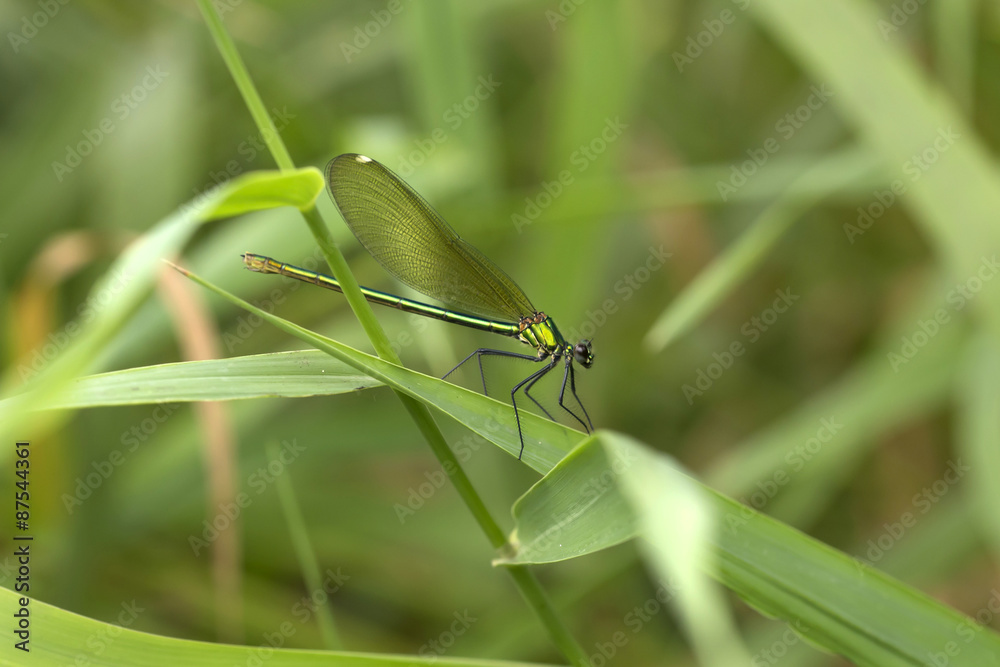 Green shiny metallic Dragonfly in the Nature Green shiny metallic Dragonfly in the Nature
