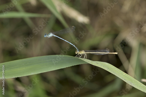 Dragonflies in the Love in the Nature