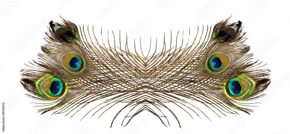 Obraz premium Peacock feathers on white background