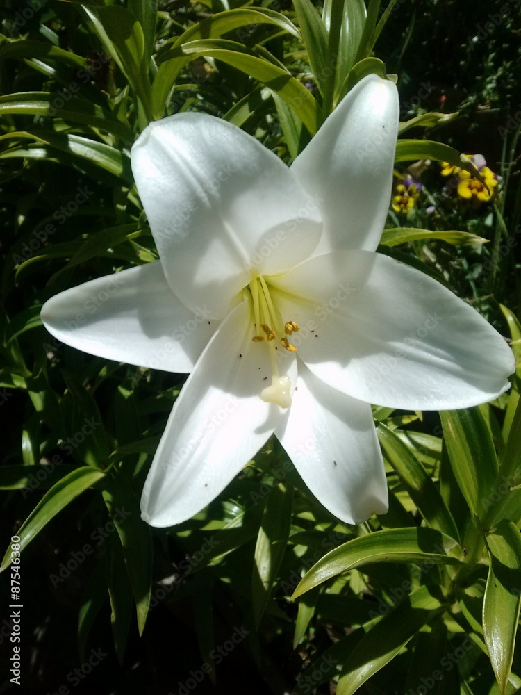 Fototapeta premium Nardo de Jardín