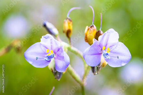 Flower giganteum Murdannia at Phusoidao mountains in Thailand photo